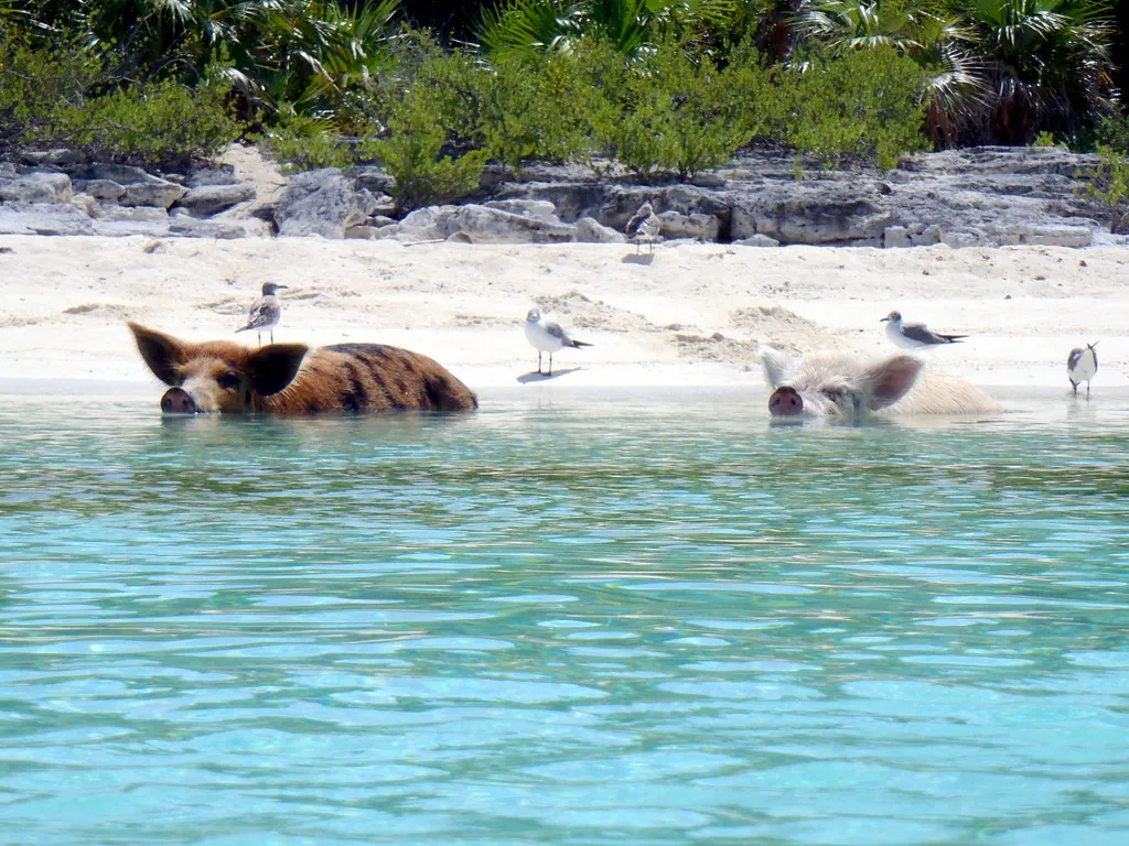 08.2012 Vorobek Bahamas - swimming pigs