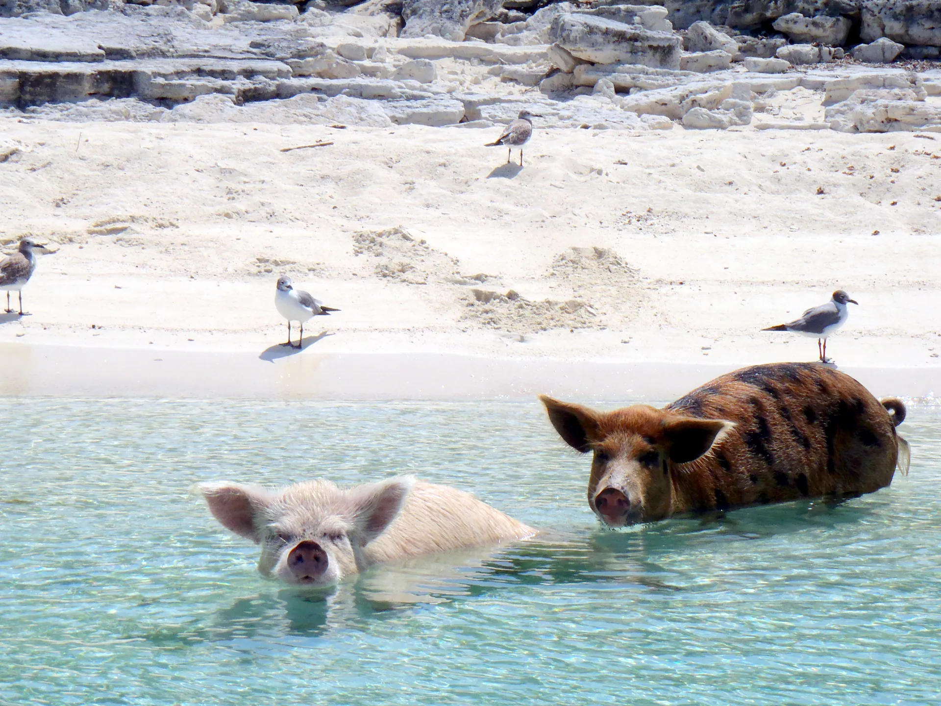 Pigs and gulls on the beach