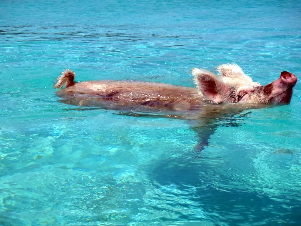 08.2012 Vorobek Bahamas - swimming pigs