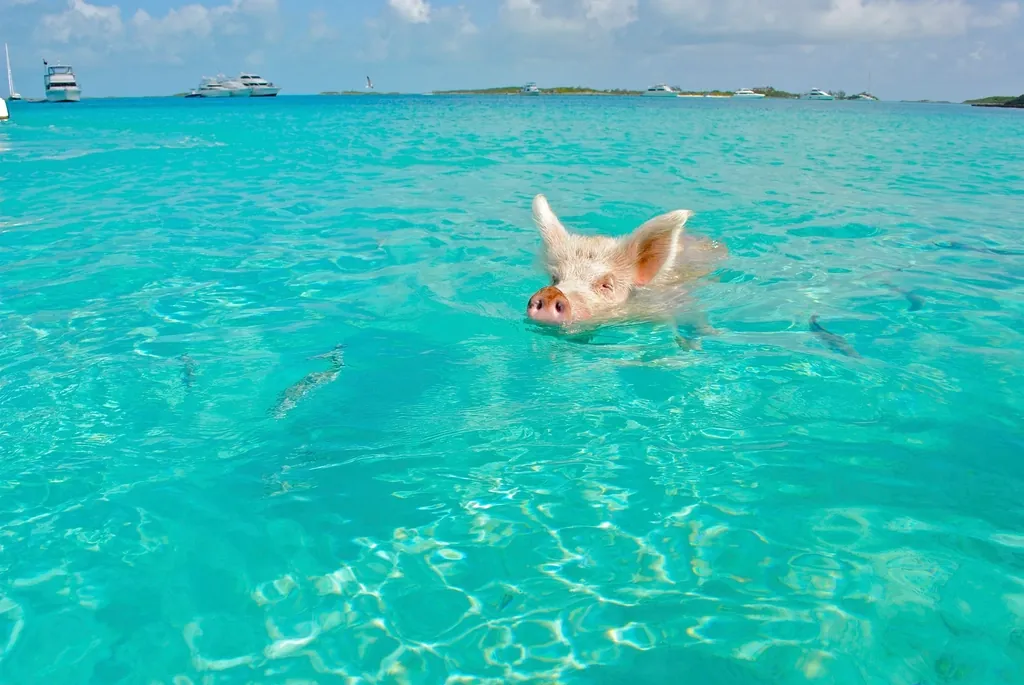 Free swimming pig image